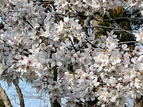 【桜並木】見沼自然公園内「見沼田んぼの桜回廊」の様子（2026年3月28日）【埼玉県さいたま市】